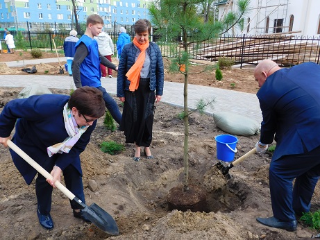 На территории больницы №40 Нижнего Новгорода высажена кедровая аллея